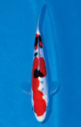 ドイツ大正三色