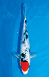 銀鱗丹頂大正三色