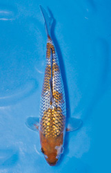 銀鱗落ち葉しぐれ