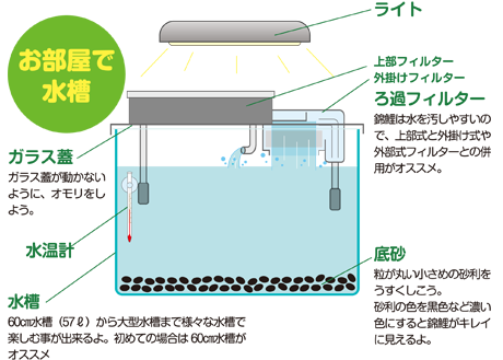 錦鯉の飼育方法 錦鯉 水槽 飼料 餌 エサ 錦鯉の飼い方 キョーリン Hikari