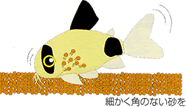 熱帯魚のエサ 熱帯魚用飼料 コリドラスの飼い方 コリドラスの飼育方法 熱帯魚のエサ 熱帯魚用飼料 コリドラスの飼い方 コリドラスの飼育方法