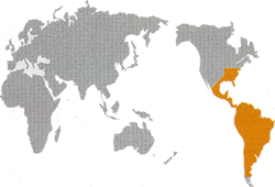 コリドラスの原産地