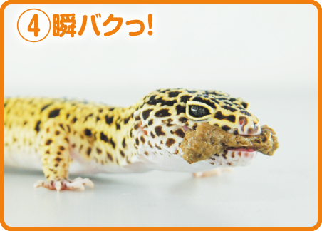 ④瞬パクっ!