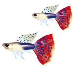 グッピーの魅力を知ろう