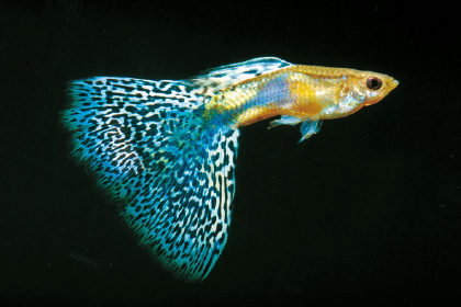 熱帯魚）飼育セット グッピーセット guy〜炎〜 おまけ付 本州