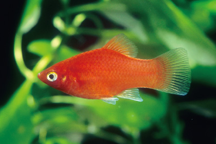 レッドプラティ(6cm)