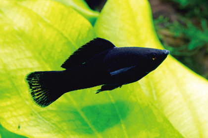 ブラックモーリー(8cm)