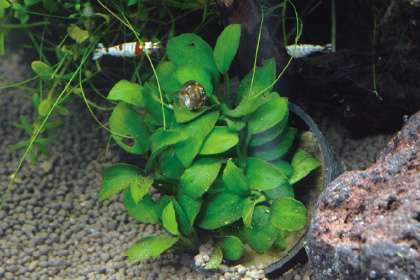 アヌビアス・ナナ