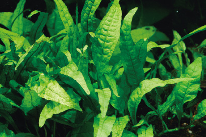 ミクロソリウム