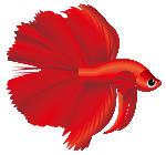 ベタの魅力を知ろう