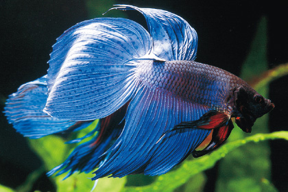 トラディショナル・ベタ(青)