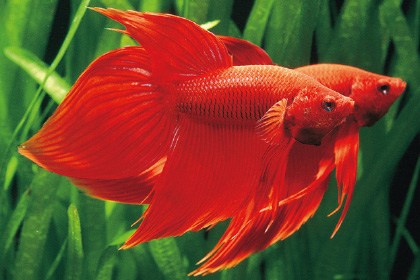 トラディショナル・ベタ(赤)