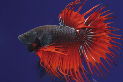 クラウンテール