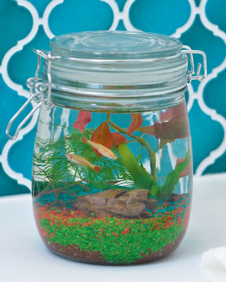 ボトルアクアリウムイメージ1