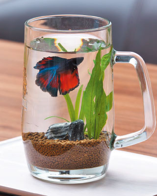 ボトルアクアリウムイメージ2