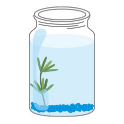 水草などをレイアウトしよう