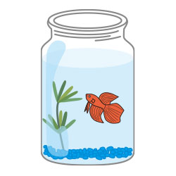 水温を合わせてから、容器に魚を入れよう