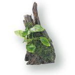 こけ流木付アヌビアス ナナ