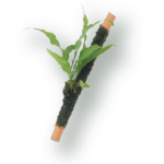 こけスティック付ミクロソリウム