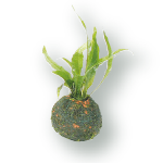 こけボール付ミクロソリウム