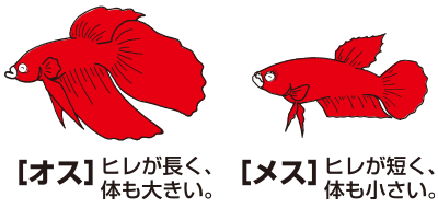 オス・メスの見分け方