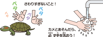 カメの飼い方 カメの飼育方法 その他飼料 餌 エサ キョーリン