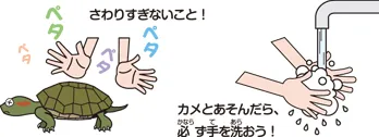 カメを飼うことで守ってほしいこと