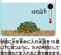 両生類 爬虫類のエサ 両生類 爬虫類用飼料 カメの飼い方 カメの飼育方法