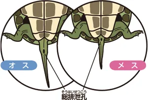 オス・メスのみわけかた