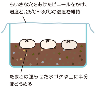 繁殖について