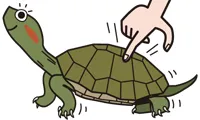 丈夫なカメの選び方