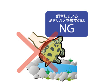 飼育しているミドリガメを放すのはNG