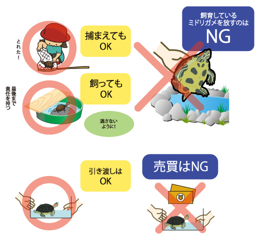 捕まえてもOK