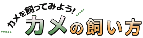 カメを飼ってみよう!カメの飼い方