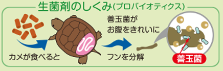 生菌剤のしくみ(プロバイオティクス)