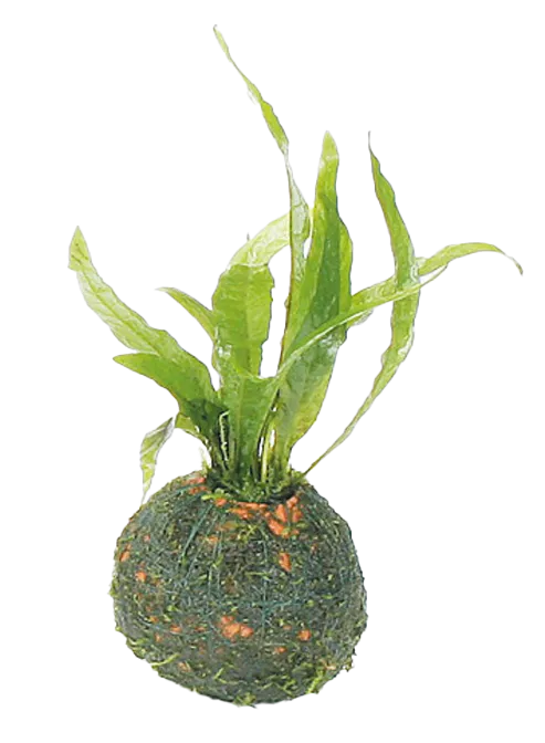 小型容器におすすめの水草こけボール付ミクロソリウム