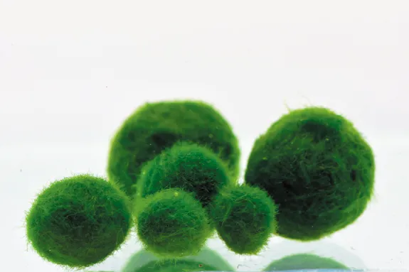 小型容器におすすめの水草マツモ