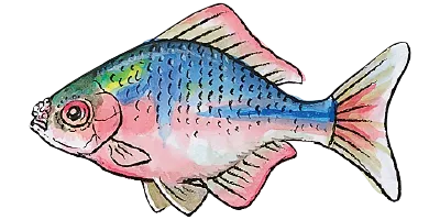 タイリクバラタナゴ