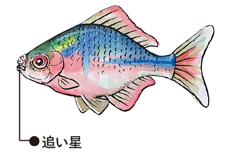 オス