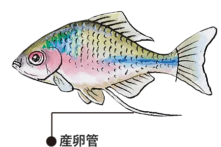 メス