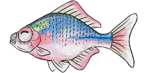川魚