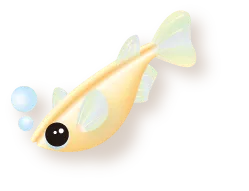 メダカ