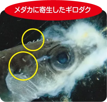 メダカに寄生したギロダク