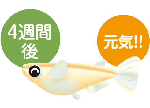 ローズマリー