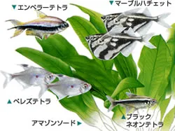 カラシンの水槽