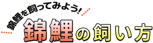 錦鯉を飼ってみよう！錦鯉の飼い方