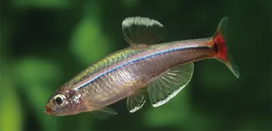 赤い尾ひれが特徴のアカヒレ成魚と幼魚の姿（体長約4cm）