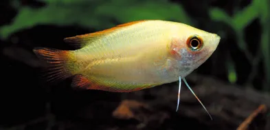ゴールデン・ハニードワーフグラミーは体長5cmの小型熱帯魚で、長い胸ビレで物を触る仕草がかわいい人気の観賞魚