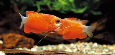 レッドグラミーは体長4cmの赤色が美しい人気の小型熱帯魚で2ℓ以上の容器で飼育がおすすめ