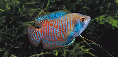 ドワーフ・グラミーは体長6cmで赤色と青色の発色が美しい人気の熱帯魚